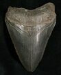 Black Megalodon Tooth #5620-1